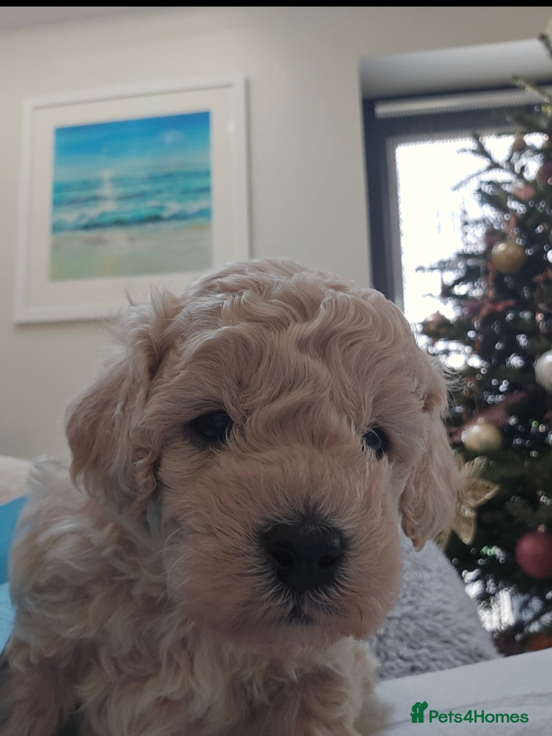 Cockapoo dogs for sale: Gorgeous cockerpoo puppies - Advert 7