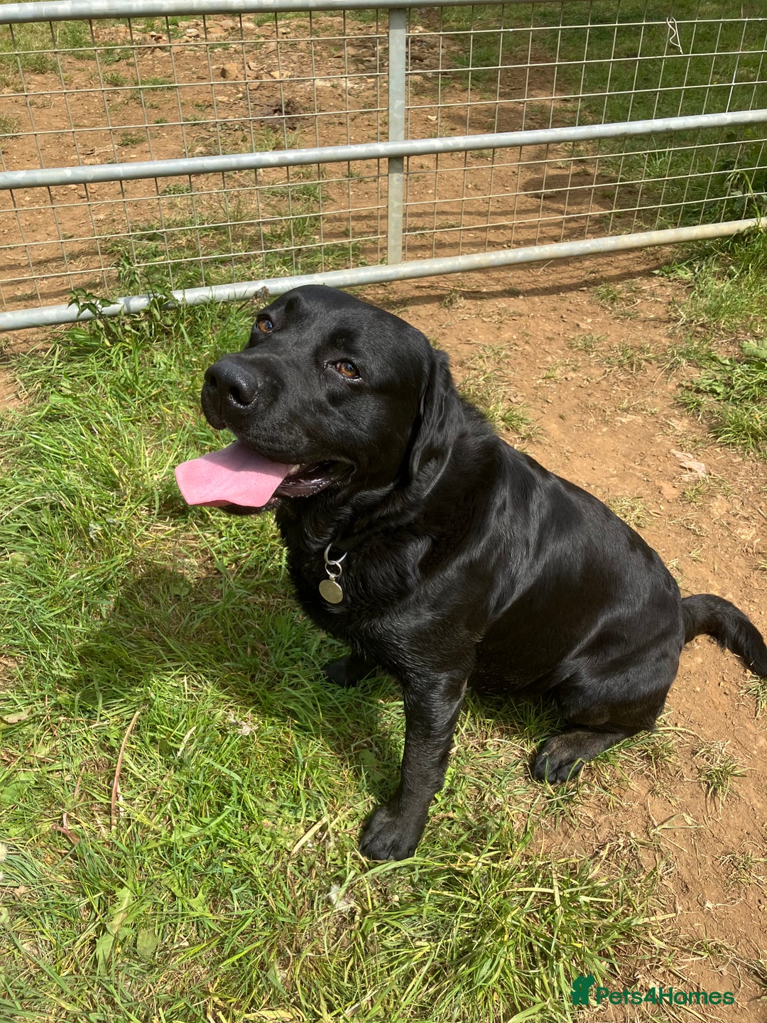 Labrador Retriever dogs for sale: Litter of 10 Beautiful black Puppies - Advert 2