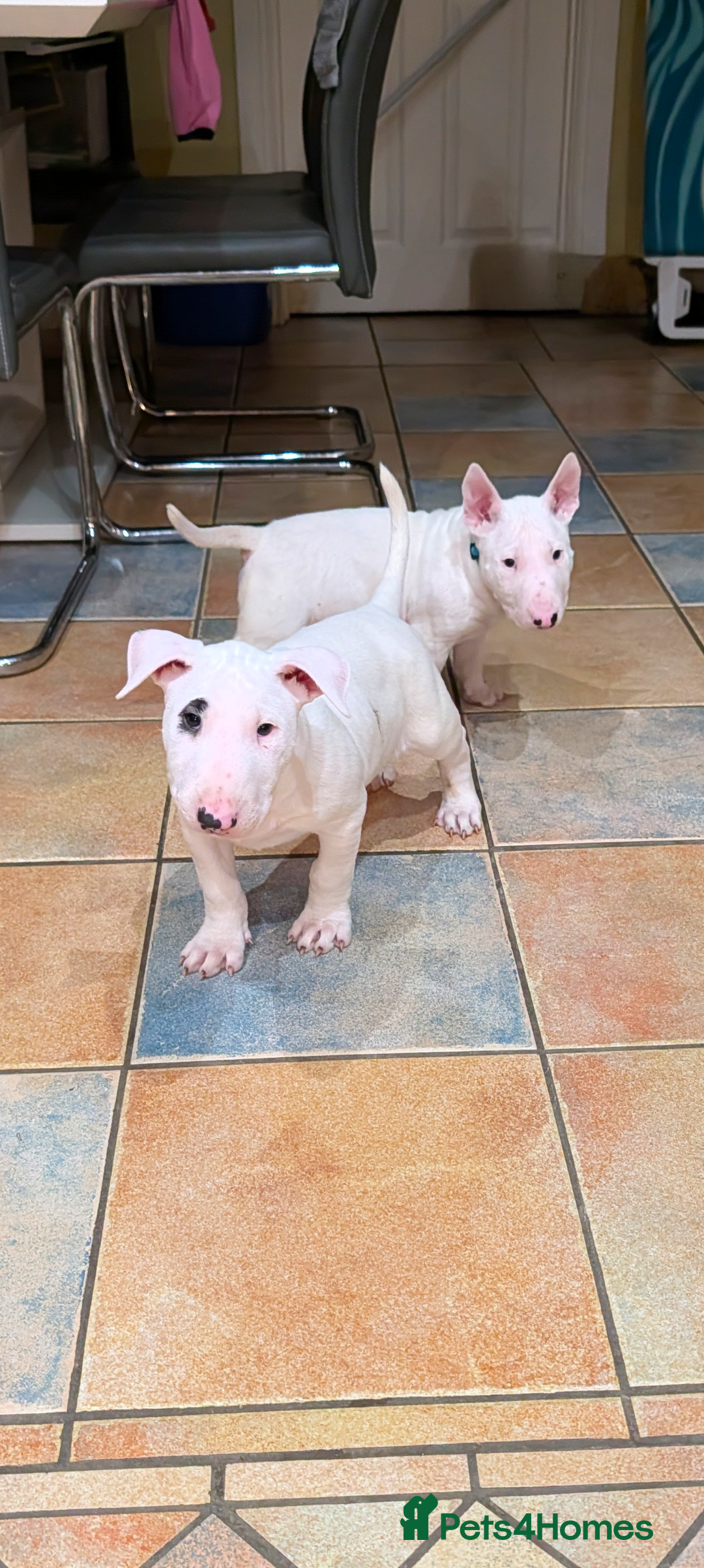 English Bull Terrier dogs English bull terrier pups - Advert 15