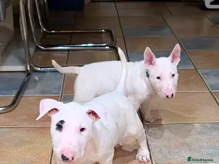 English Bull Terrier dogs English bull terrier pups - Advert 15