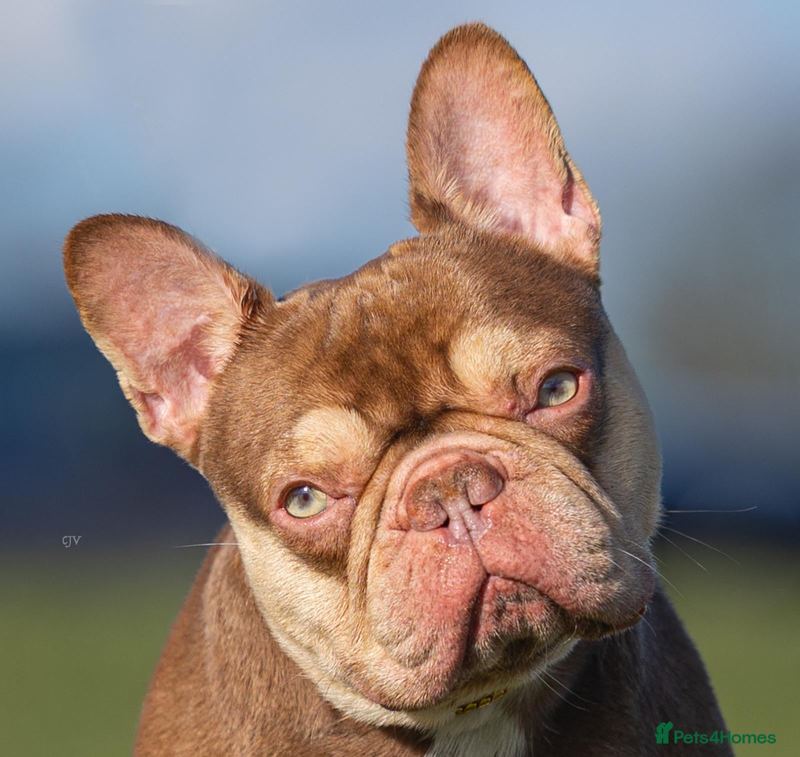 French Bulldog dogs 🏆KING HADE BEST ROJO AND TAN🏆  in Sittingbourne - Advert 1