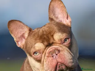 French Bulldog dogs 🏆KING HADE BEST ROJO AND TAN🏆 in Sittingbourne - Advert 1