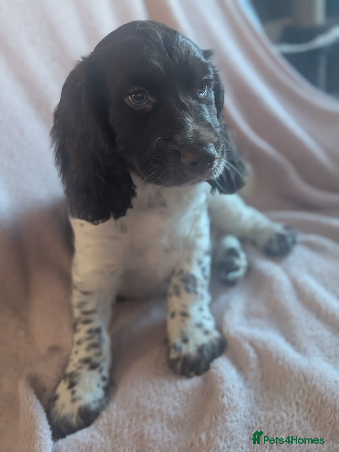 Cocker Spaniel dogs for sale: Cocker spaniels  - Advert 10