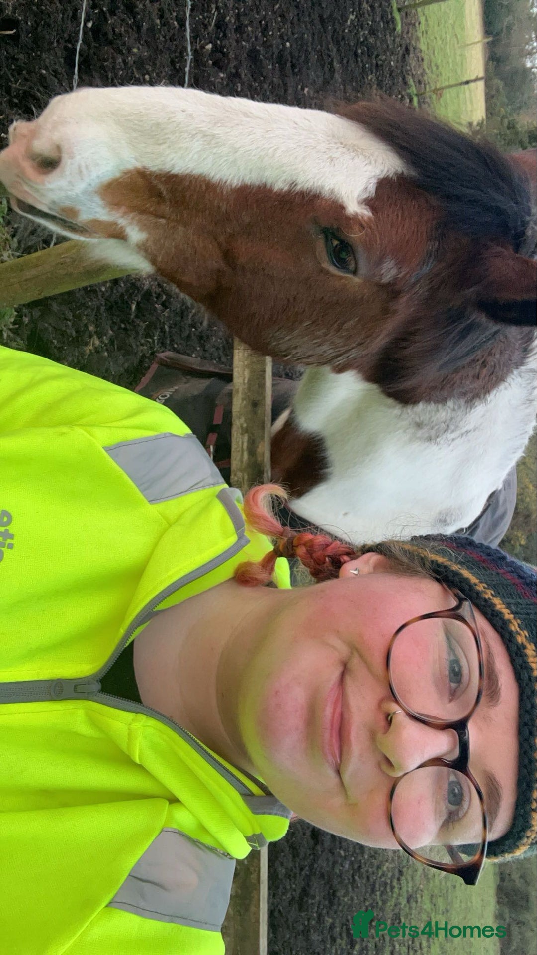 Irish Sports horses for sale: 🔆PROJECT HORSE SELLING FROM FIELD 🔆 - Advert 7