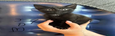 Mixed Breed Kitten 1
