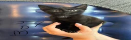 Mixed Breed cats for sale: Bengal cross kittens  in Grays - Advert 2