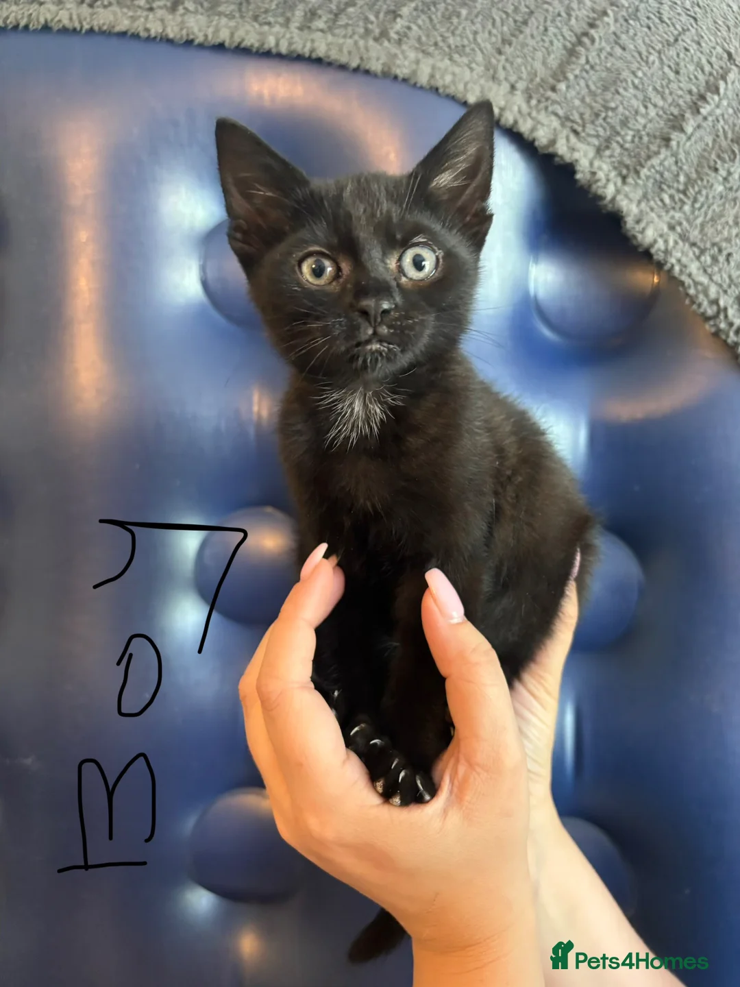 Mixed Breed cats for sale: Bengal cross kittens  in Grays - Advert 2