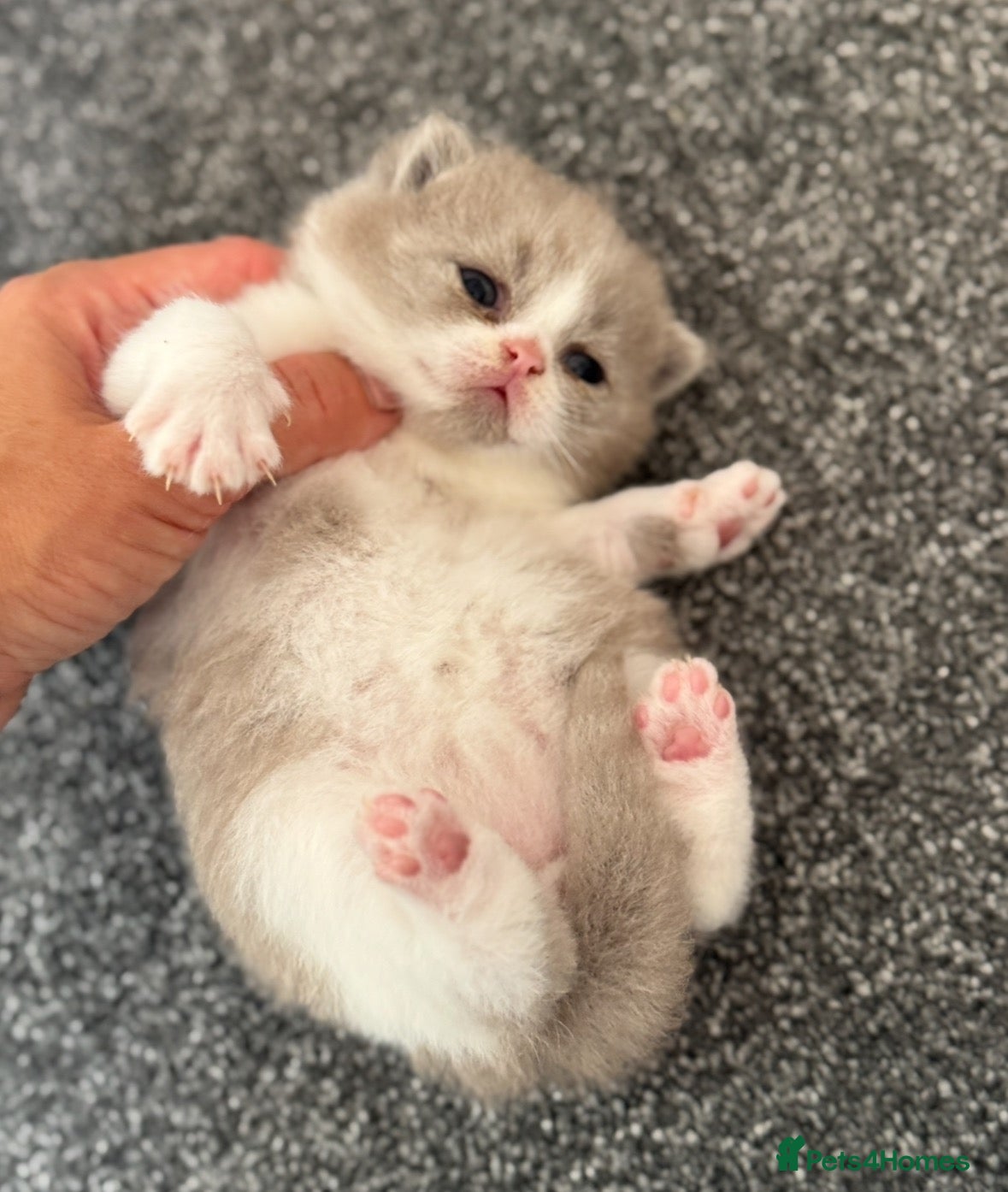 British Shorthair cats Lilac bi colours boys ready mid December ( TICA) - Advert 6