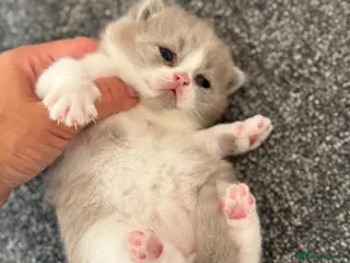 British Shorthair cats Lilac bi colours boys ready mid December ( TICA) - Advert 3