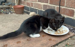 British Shorthair cats for sale: Farm kittens looking for a new home - Image 5