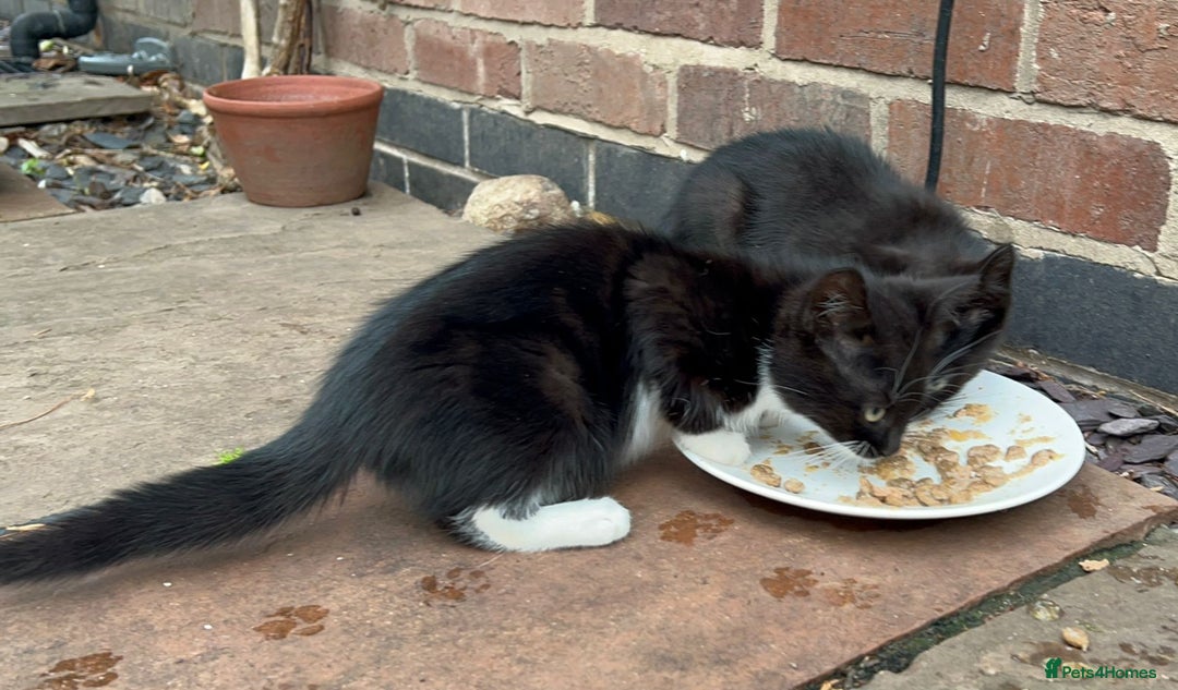 British Shorthair cats for sale: Farm kittens looking for a new home - Image 5