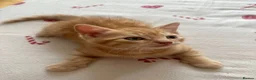 Domestic Shorthair cats for sale: Ginger boy & tortie girls waiting for new families - Advert 16