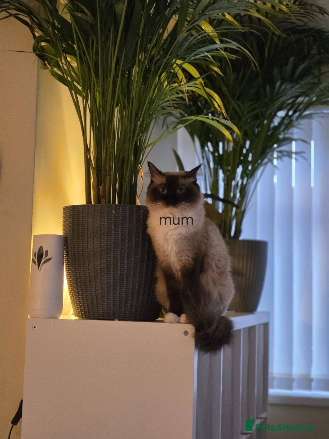 Ragdoll cats for sale: Pure Ragdoll Kittens  - Advert 23