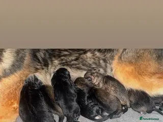 German Shepherd dogs German shepherd male puppys - Advert 13
