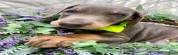 Dobermann dogs for sale: *KC REGISTERED* HEALTH TESTED DOBERMAN PUPPIES* - Advert 9