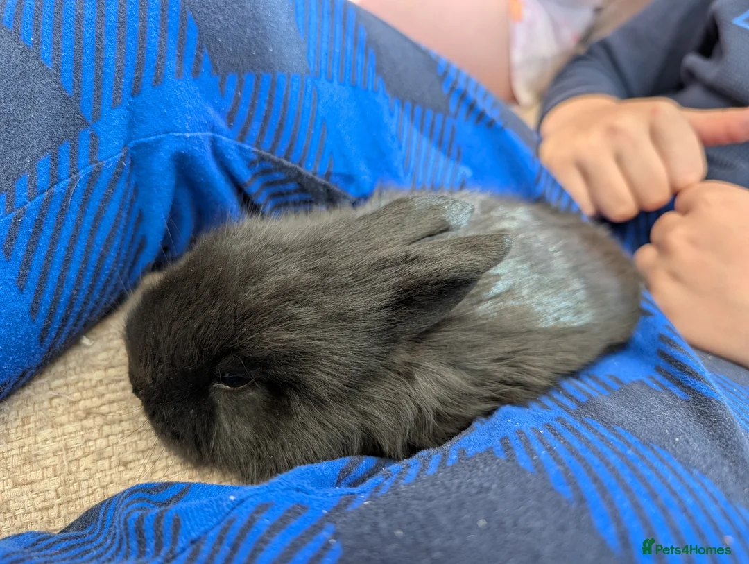 Mini Lion Lop rabbits for sale: mini lion lop babies for sale ✨ - Advert 6