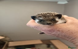 Pygmy Hedgehog rodents for sale: african pygmy hedgehogs - Image 5