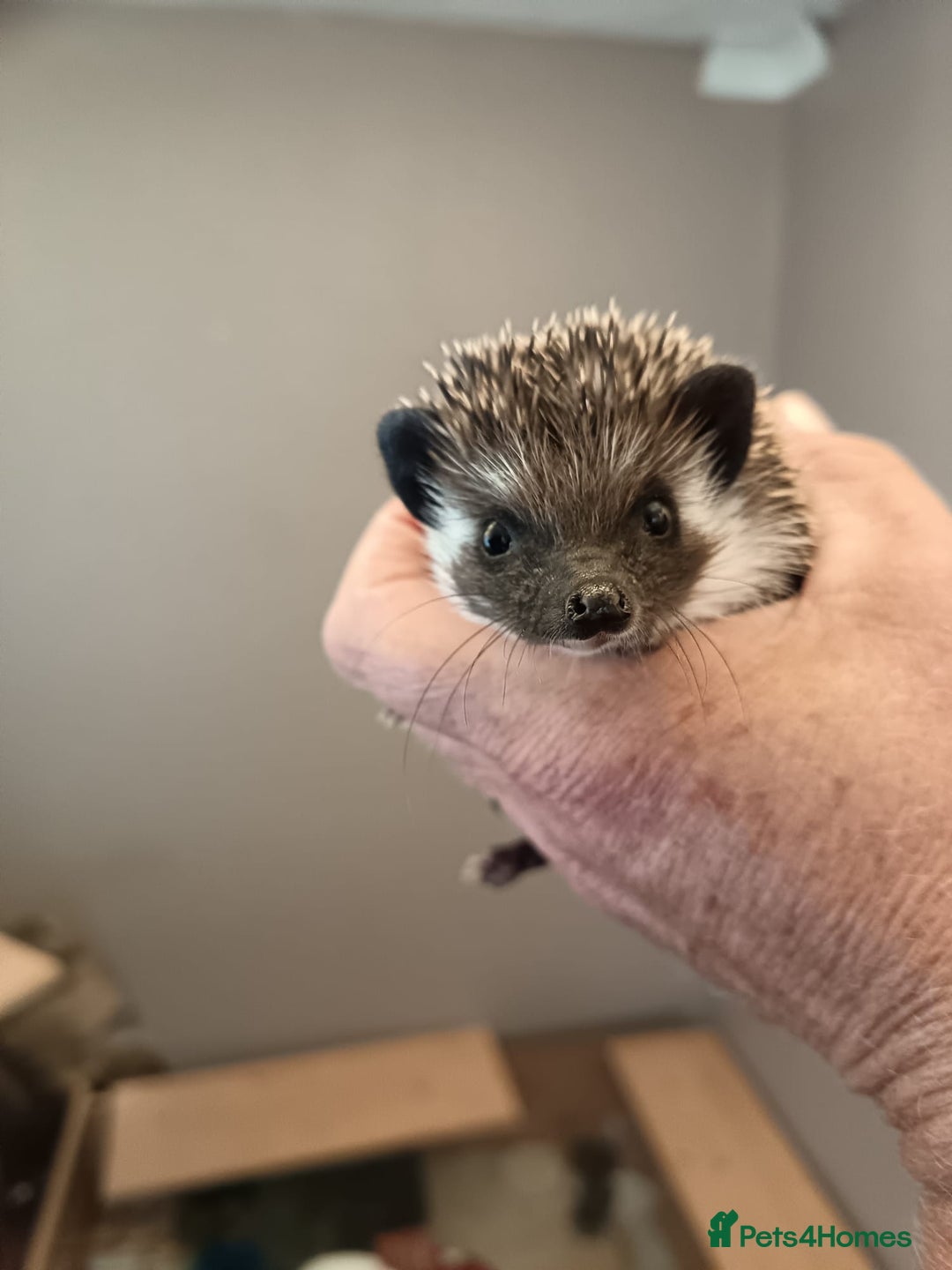 Pygmy Hedgehog rodents for sale: african pygmy hedgehogs - Image 5