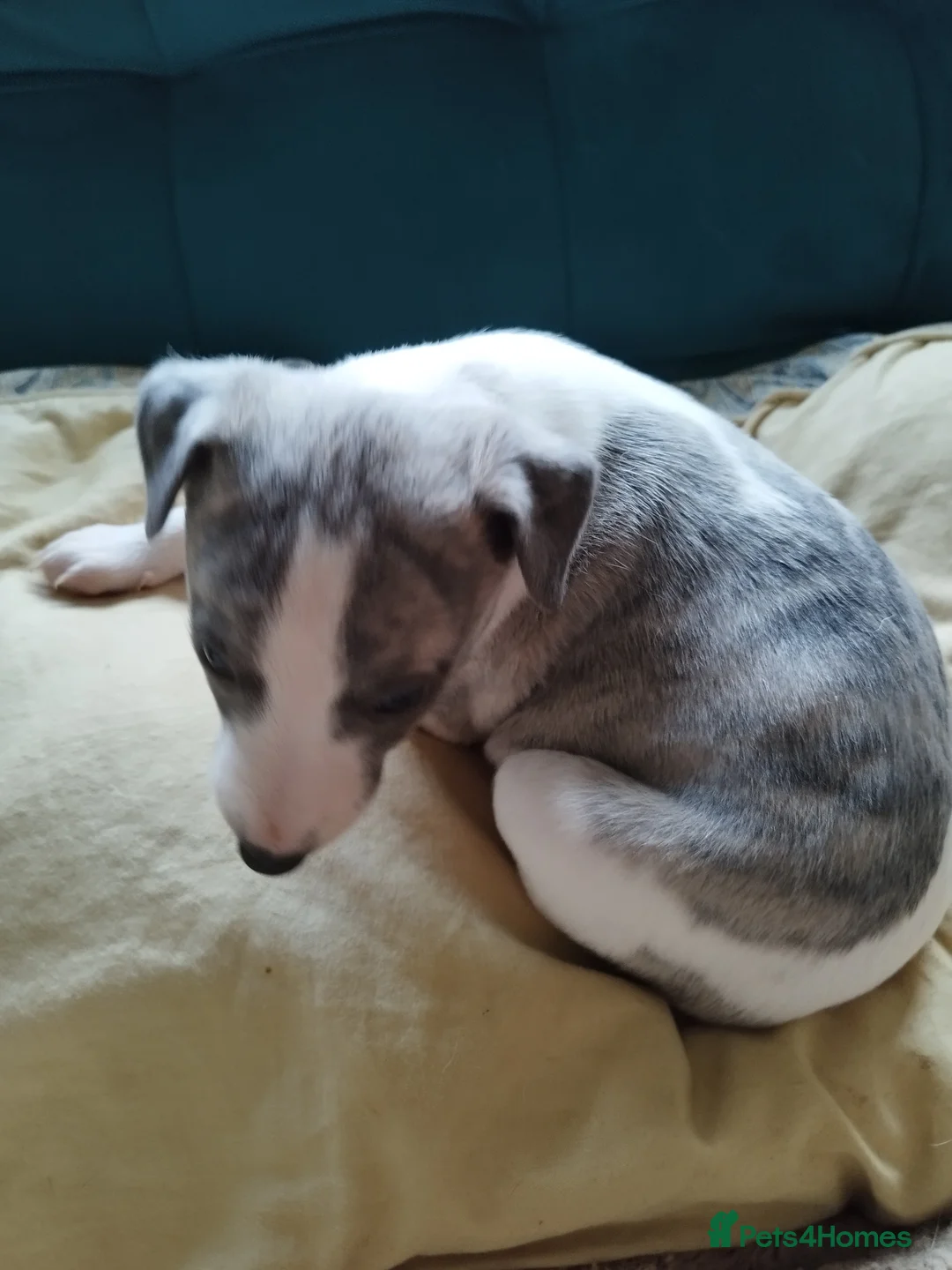Whippet dogs for sale: Beautiful KC registered whippet puppies  - Advert 14