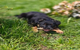 Mixed Breed dogs for adoption: 🐶💖 MATILDA 💖🐶 - Image 15