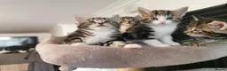 Mixed Breed cats for sale: Extra-cuddly, hand-reared, vet checked kittens  - Advert 14