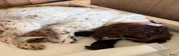 Sproodle dogs for sale: STUNNING SPROODLE BOY - Advert 3