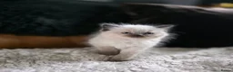 Ragdoll cats for sale: Quality Ragdoll Kittens - Advert 18