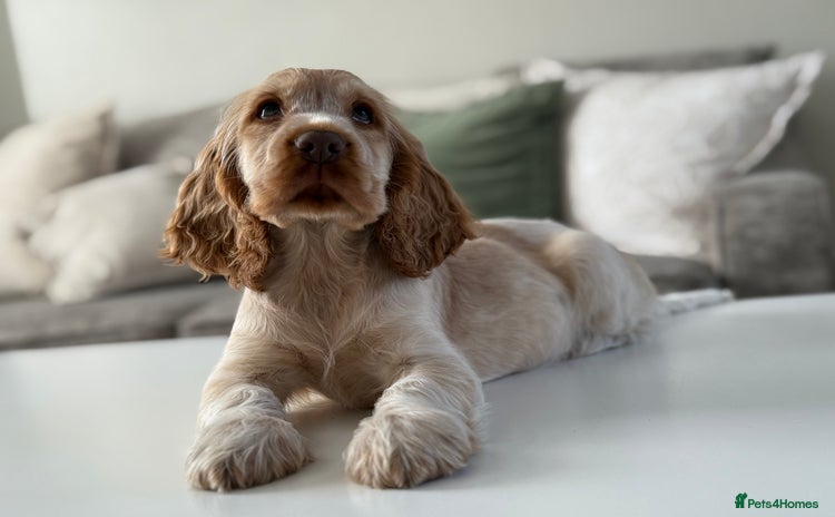 Cocker Spaniel dogs - Advert 12