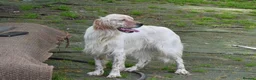 English Setter dogs for adoption: Angus in Newcastle upon Tyne - Advert 7