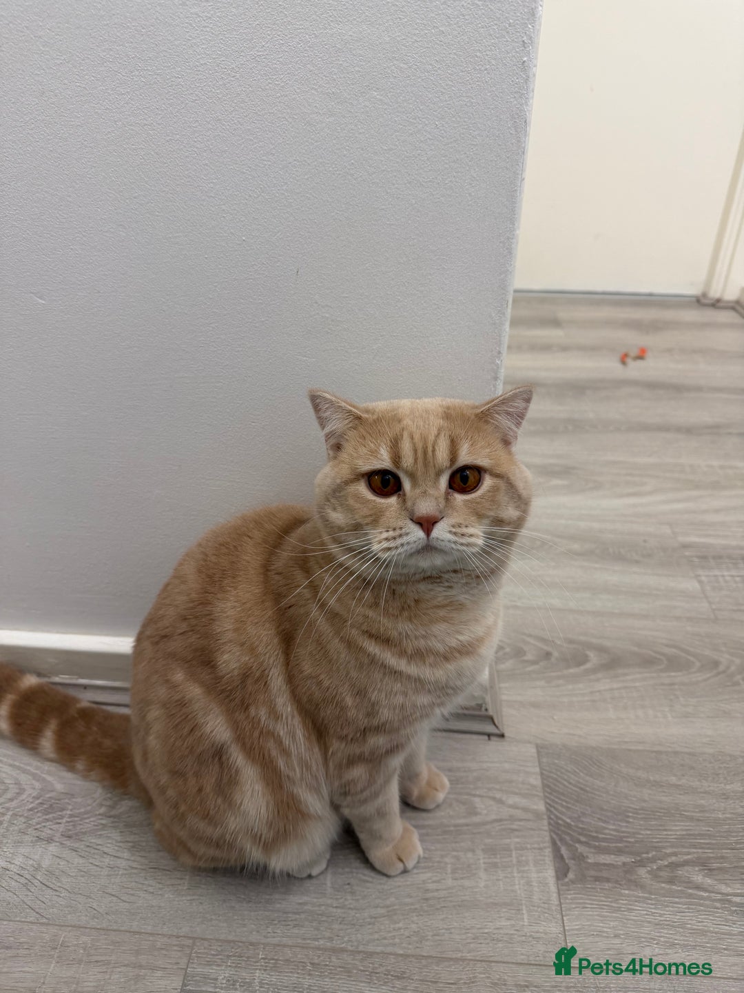 British Shorthair cats for sale: Luna & Leo  - Advert 8