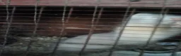 Ferret rodents for sale: Young ferrets for sale in Seaham - Advert 6