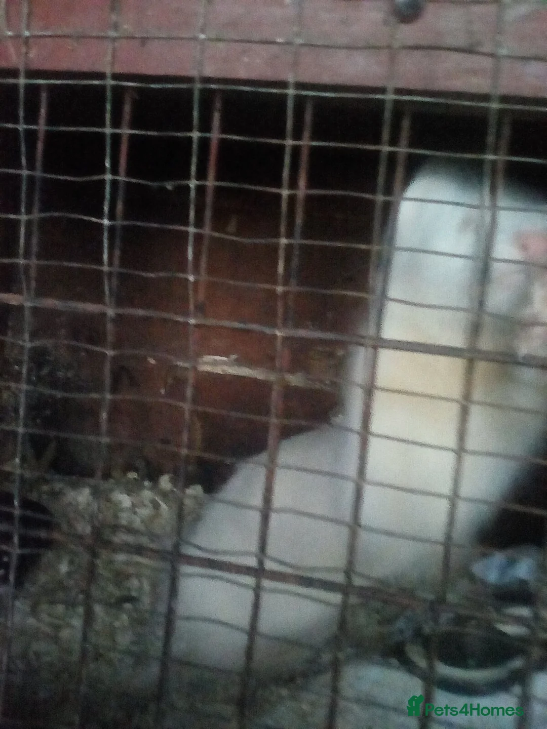 Ferret rodents for sale: Young ferrets for sale in Seaham - Advert 6