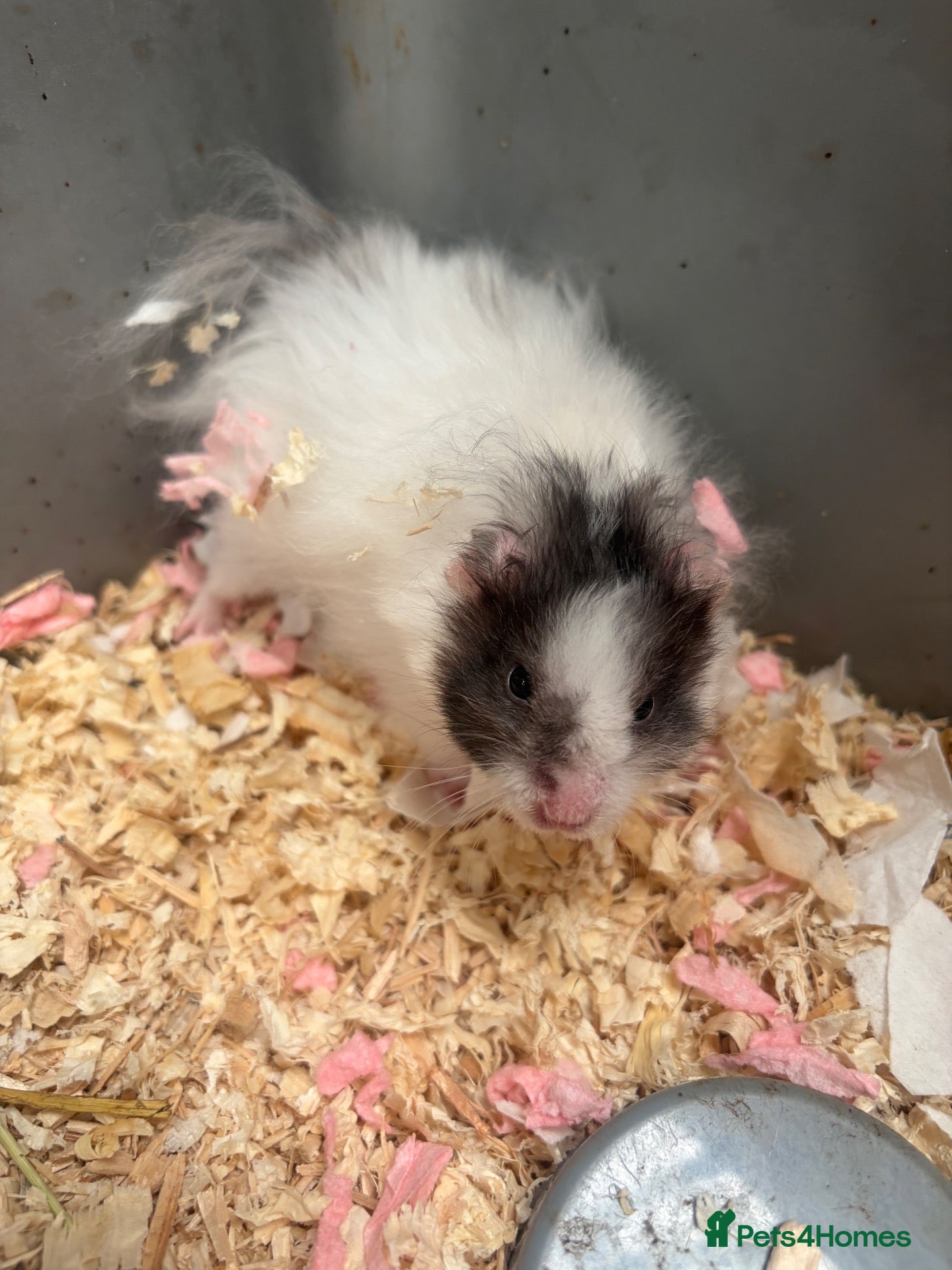 Hamster rodents Syrian hamsters - Advert 1