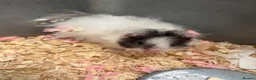 Hamster rodents for sale: Syrian hamsters - Advert 1