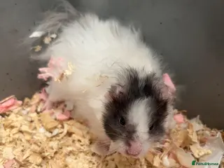 Hamster rodents Syrian hamsters - Advert 1