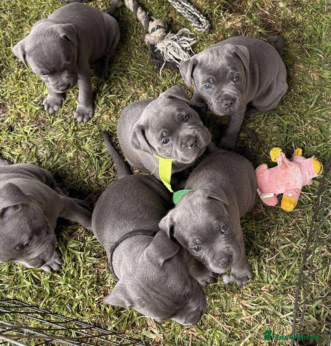 Staffordshire Bull Terrier dogs for sale: Purebred English Blue staffy puppies - Advert 1