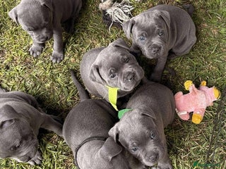 Staffordshire Bull Terrier dogs Purebred English Blue staffy puppies - Advert 2