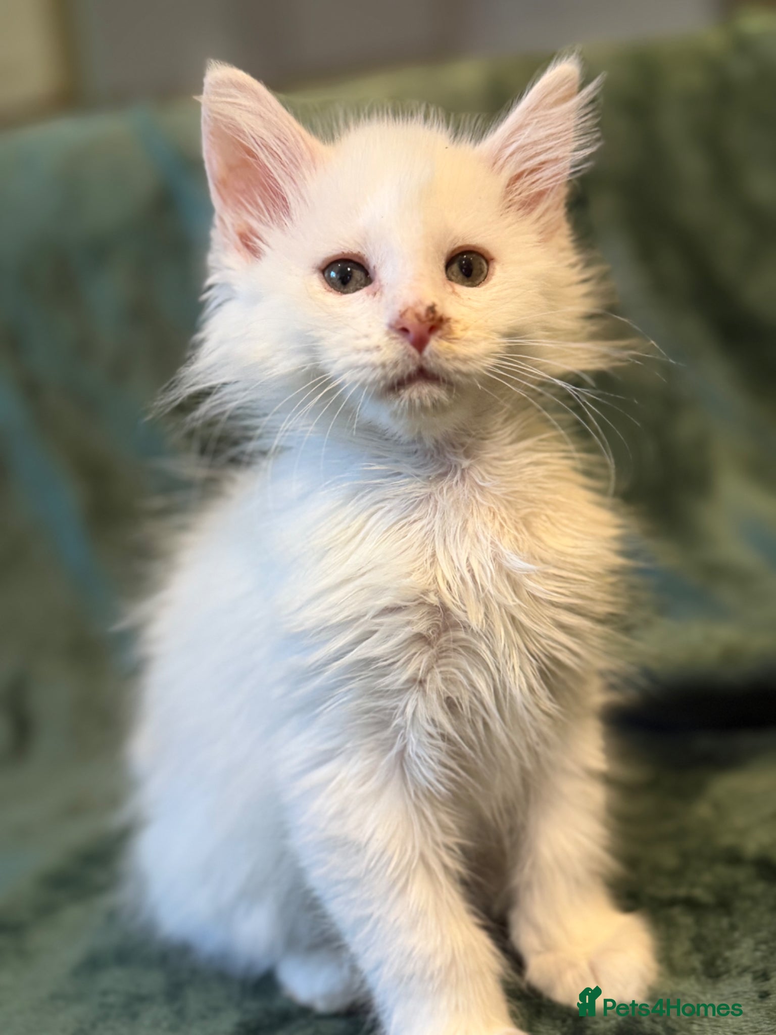 Maine Coon cats Ready to leave pedigree white male kittens - Advert 1