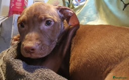 Mixed Breed dogs for sale: Presa/American Johnson bulldog - Image 26