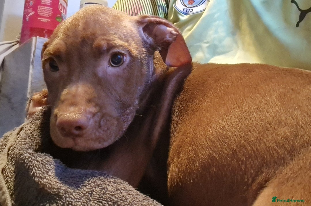Mixed Breed dogs for sale: Presa/American Johnson bulldog - Image 26