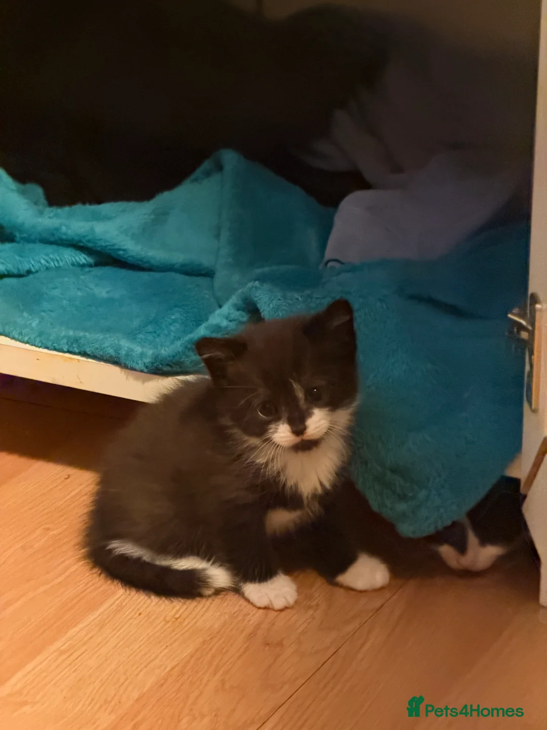 Mixed Breed cats for sale: 12Week Old Kittens Looking for Their Forever Homes - Advert 13