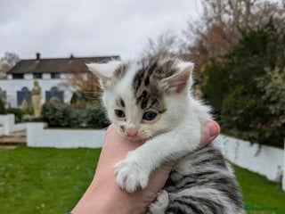 Mixed Breed cats 2 Tabby x Kittens - Advert 17
