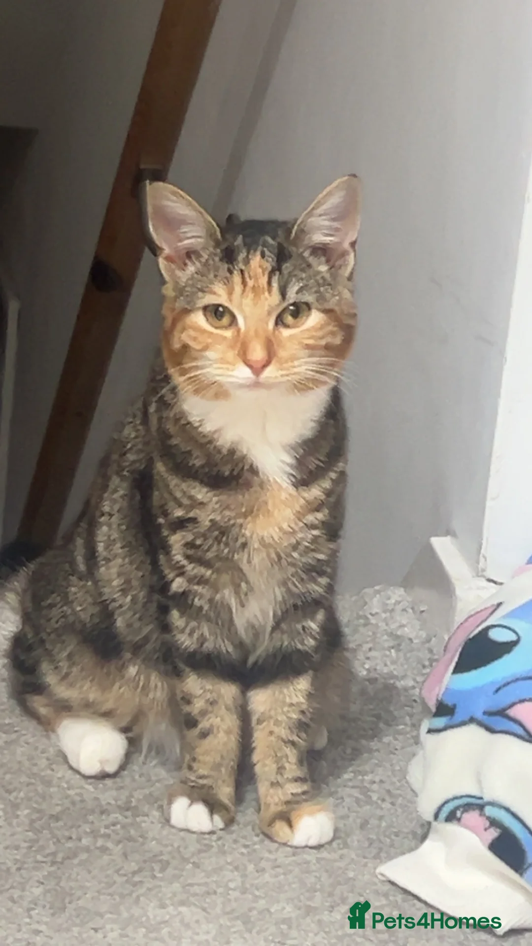 Mixed Breed cats for sale: Kittens for sale - Advert 1