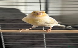 Canaries birds for sale: Adorable Omelette Male Canary - Image 5