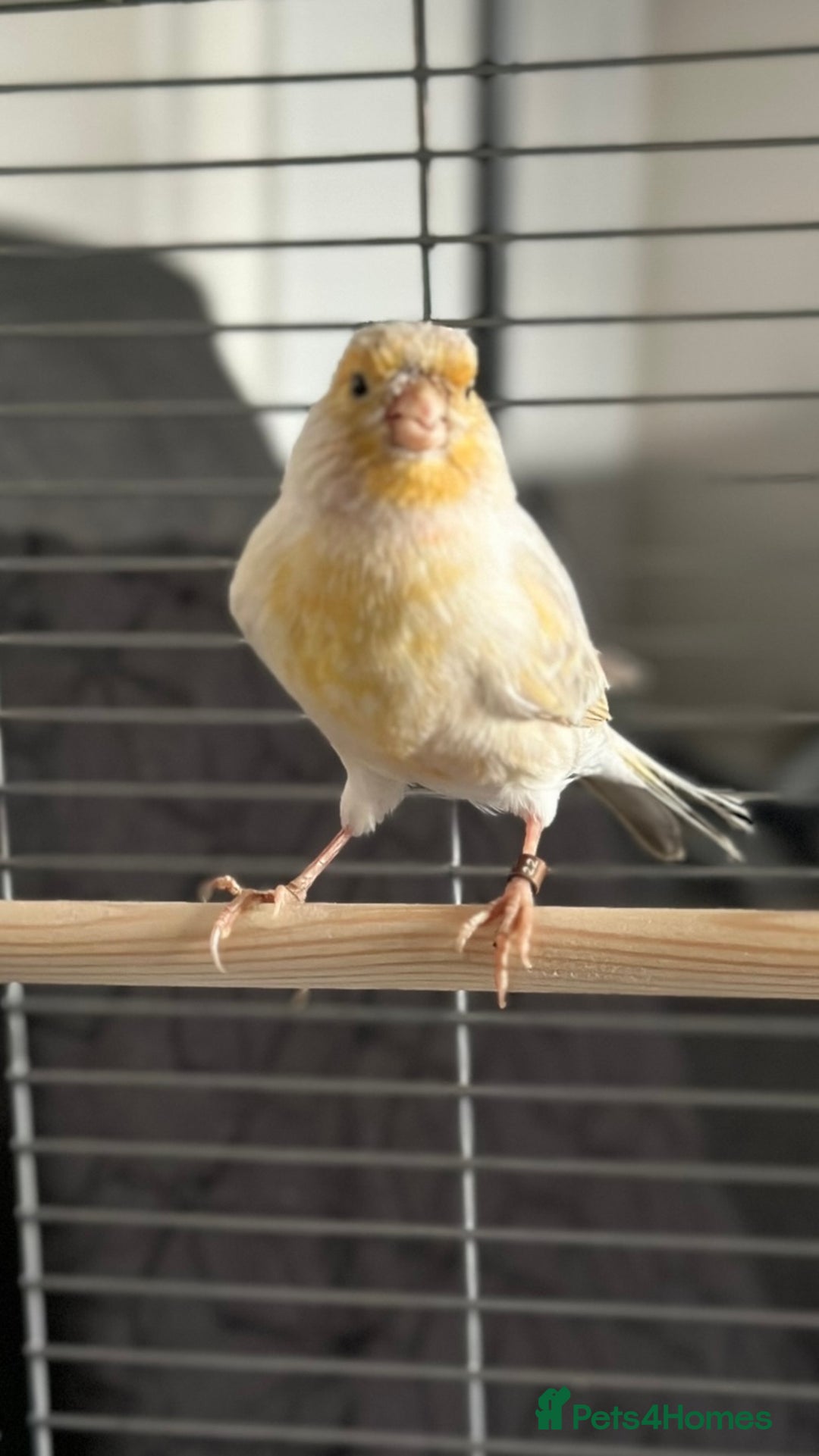 Canaries birds for sale: Adorable Omelette Male Canary - Image 5