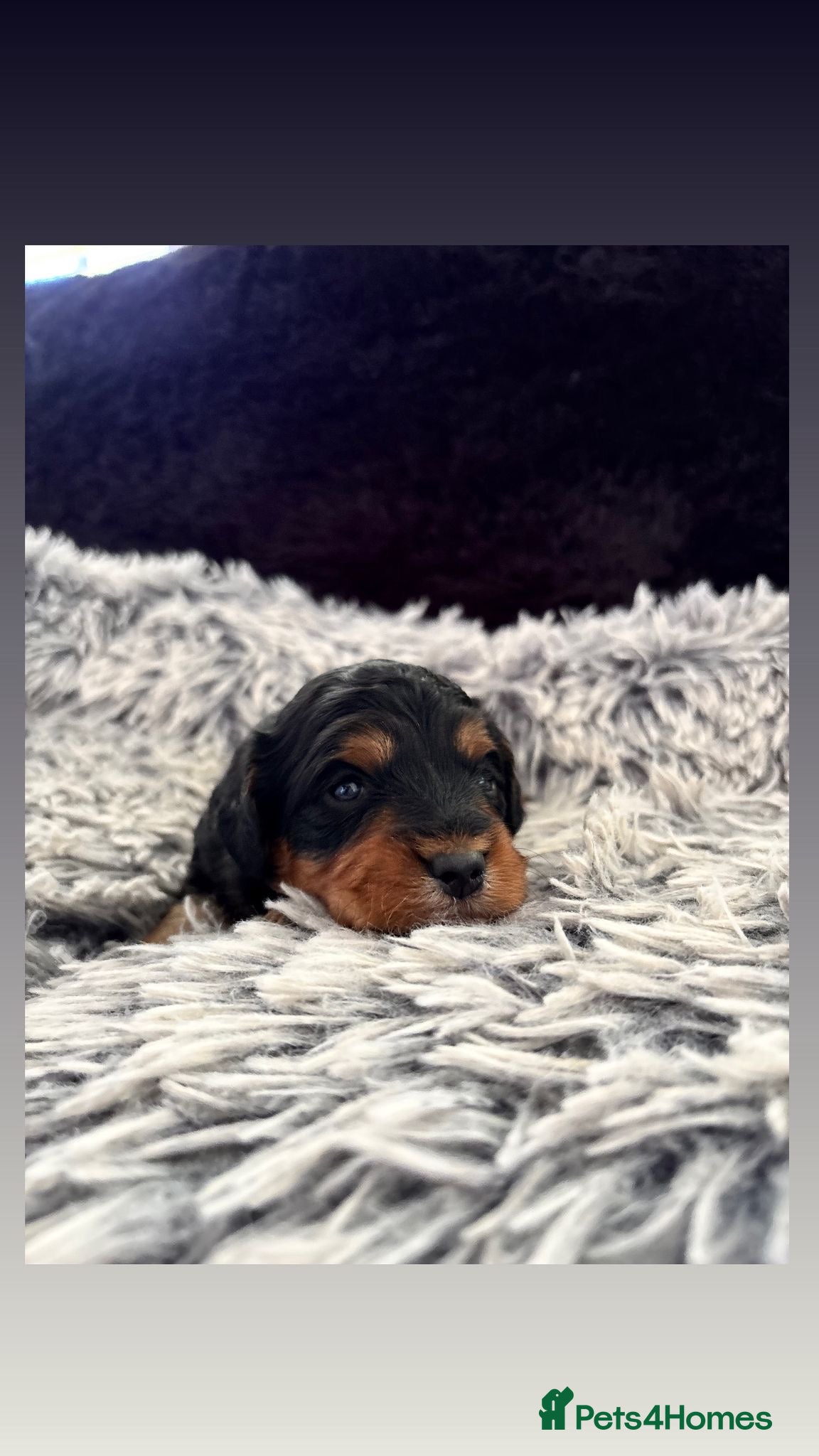 Cockapoo dogs Cockapoo Puppies girls and boys - Advert 1