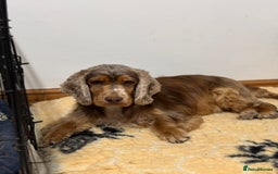 Cocker Spaniel dogs for sale: Cocker spaniel for sale - Image 1