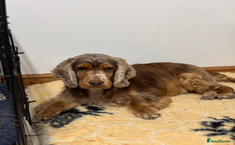 Cocker Spaniel dogs - Advert 6