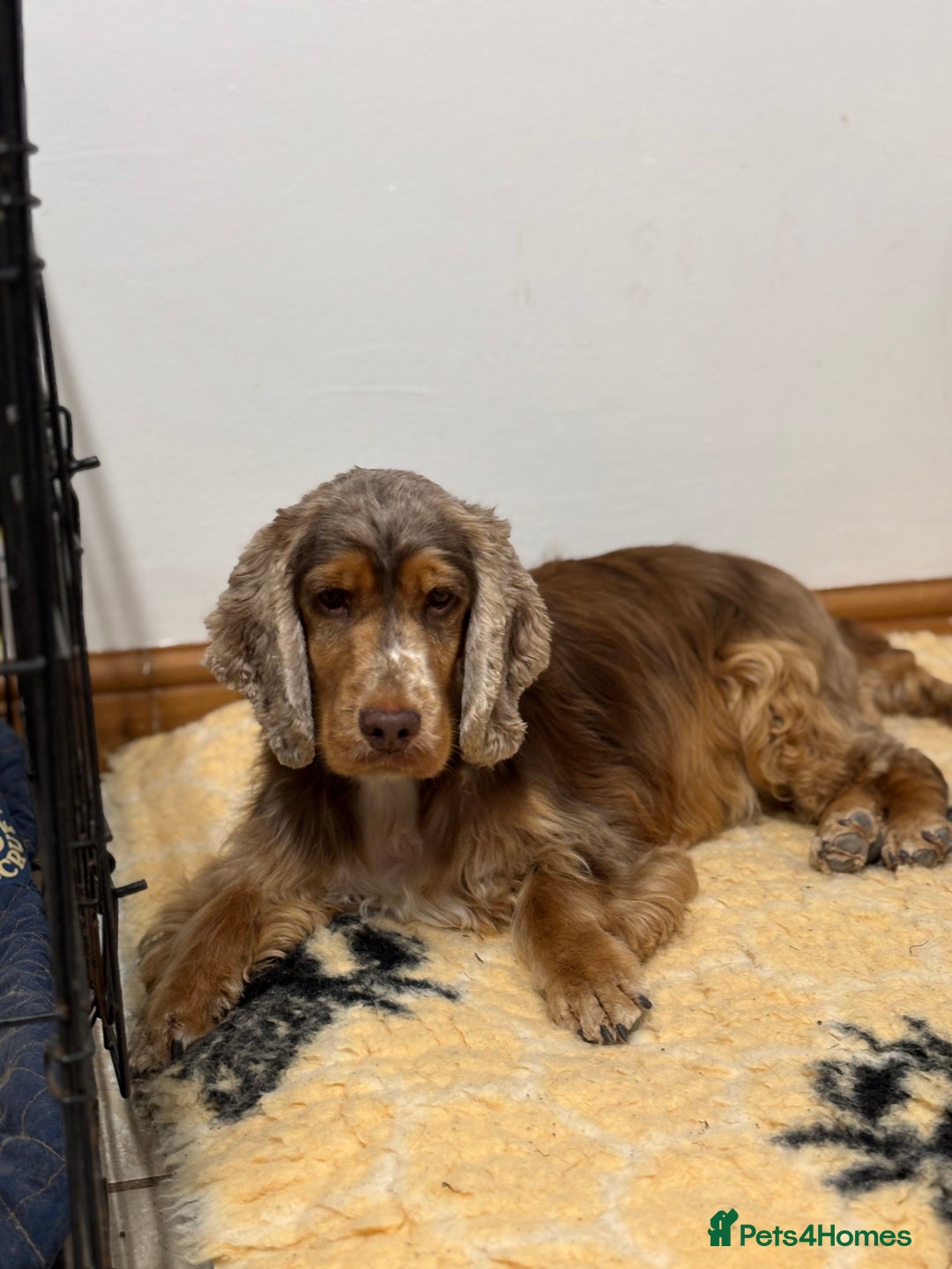 Cocker Spaniel dogs for sale: Cocker spaniel for sale - Image 1