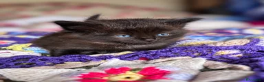 Ragdoll 6